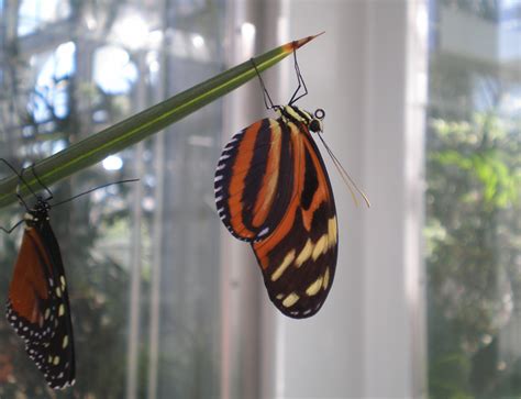 Butterfly Proboscis