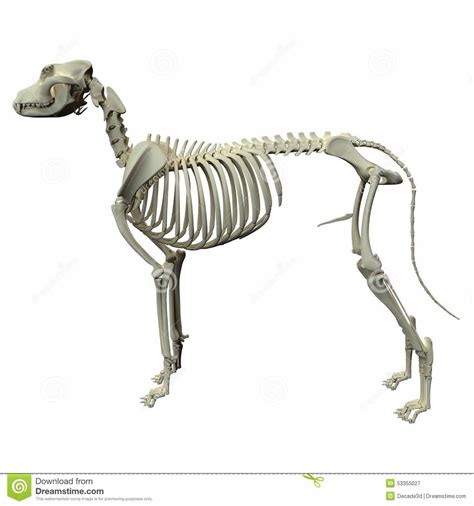 Dog Skeleton Diagram Quizlet