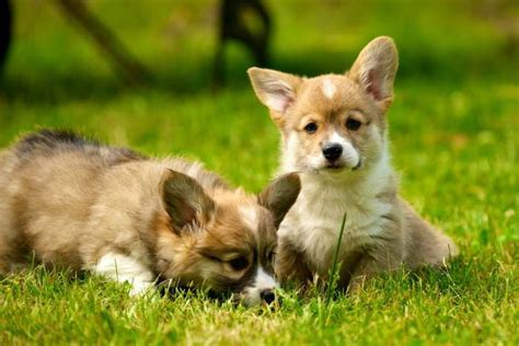 Cost of corgis may depend on breeder. How Much Do Corgi Puppies Cost | PETSIDI