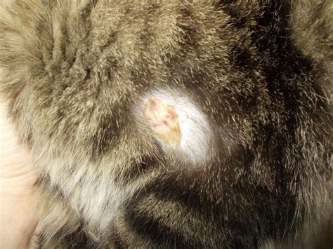 I Noticed A Sore On My Cats Leg Today It Looks Like There Are A Few