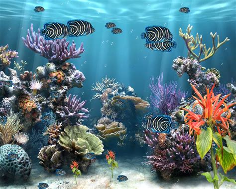 49 Coral Reef Screensavers And Wallpaper Wallpapersafari