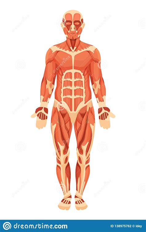 The body has 3 main types of muscle tissue. Anatomical Structure Of Human Body, Muscle Groups, Tendons ...