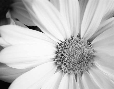 White Daisy 20x30 Fine Art Flower Photography By Katielloydphoto 95