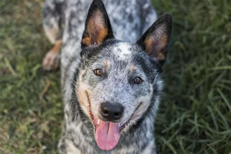A List Of The Best Blue Heeler Names For Your Australian Cattle Dog