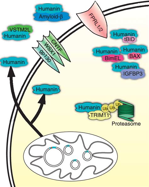 Humanin S Mechanism Of Action And Interacting Partners Humanin Has