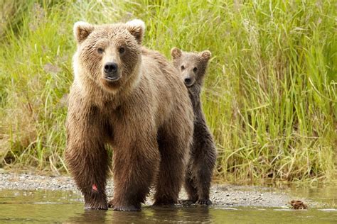 Katmai National Park | Brooks River Bears