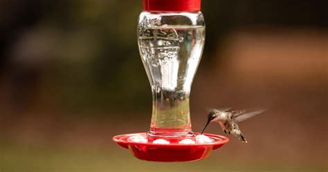 Recipe Hummingbird Nectar Make Your Own