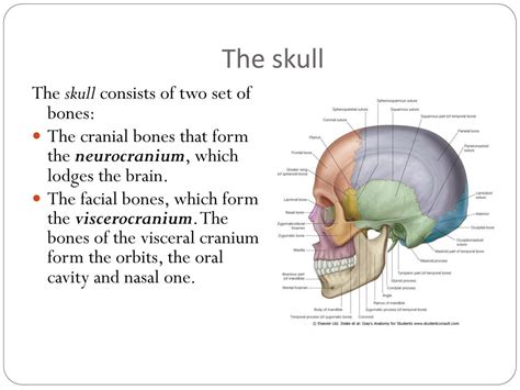 Ppt Functional Anatomy Of Skull Powerpoint Presentation Free