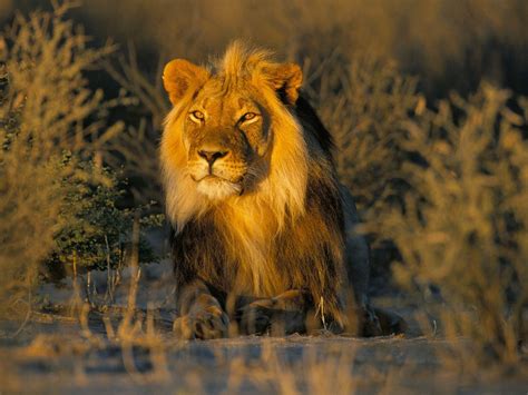 26 Beautiful And Amazing Lion The King Of Forest Wallpapers Hd