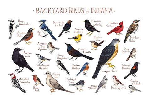 Indiana Backyard Birds Field Guide Art Print Watercolor Etsy