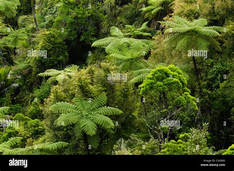 Rainforest Vegetation Tree Ferns New Zealand Stock Photo Alamy