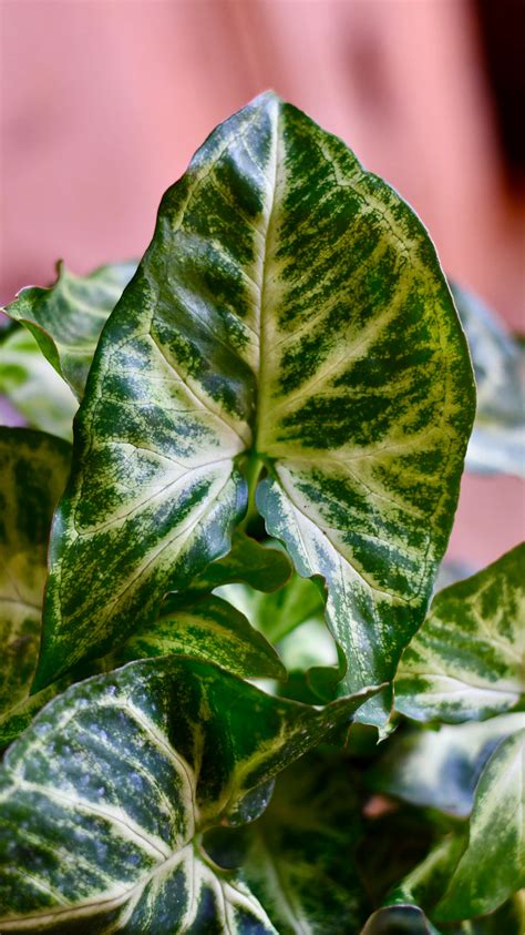 Syngonium Nephthytis Arrowhead Plant Happy Houseplants