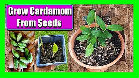 How To Grow Cardamom From Seed At Home Youtube