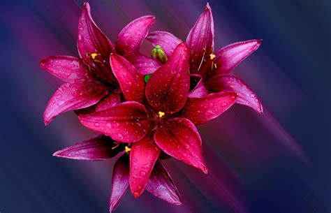 Lily Flower Background Wallpaper