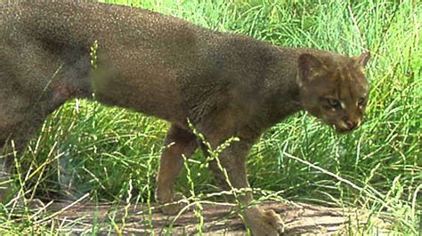 Endangered Jaguarundi Is Coming Back To Texas Youtube