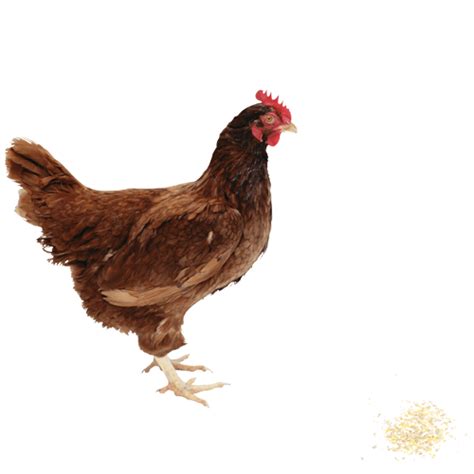 Chicken Png Image Purepng Free Transparent Cc0 Png Image Library