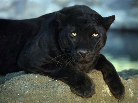Jaguars are the largest of south america's big cats. Black Jaguar Wallpaper HD Best Collection Of Black Leopard ...
