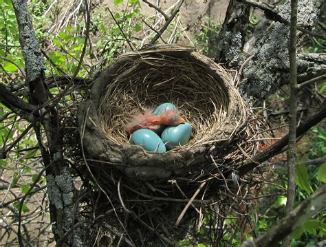 Home Nest Photos