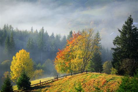 Golden Autumn Foggy Morning In Mountains Stock Image Image Of Nature
