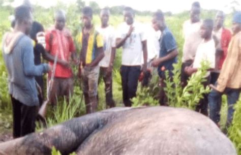 Farmer Killed By Elephants At East Mamprusi Leaves Behind 3 Wives 13