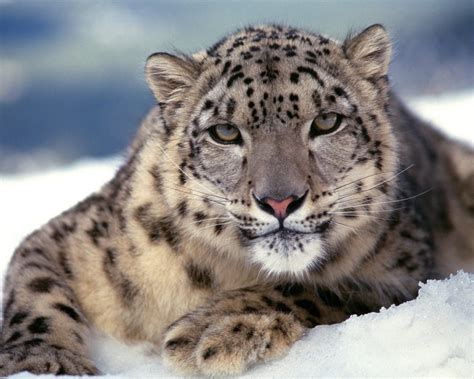 1280x1024 Widescreen Wallpaper Snow Leopard  312 Kb Coolwallpapersme