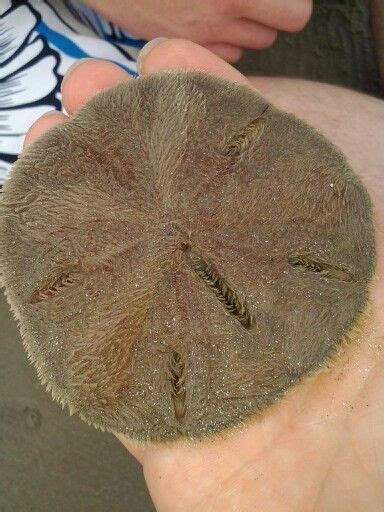 Living Sand Dollar What You Find In Shops Is Actually The Remaining
