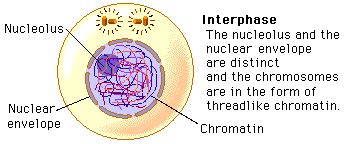 Interphase, Mitosis, and Cytokinesis of a Red Blood Cell ...