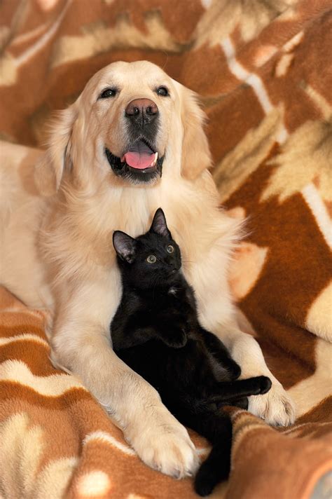 Royalty Free Photo Adult Golden Retriever With Black Cat