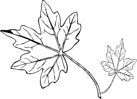 Grape Leaf Clipart Black And White 10 Free Cliparts Download Images