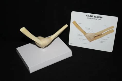 Gpi Basic Right Elbow Joint 1830 Anatomical Model 3995 Picclick