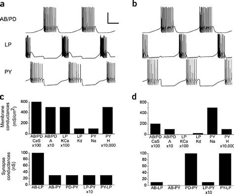 Similar Model Network Activity From Different Network Properties A