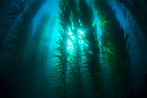 Biodiversity Provides Stability For Kelp Forests · Giving Compass