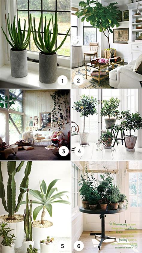 1000 Images About Indoor Plants And Arrangements On Pinterest
