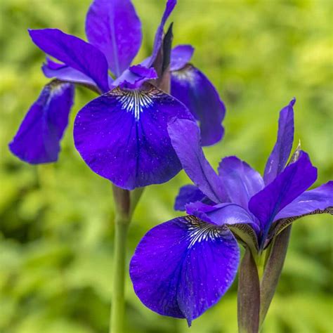 Blue Flag Iris Most Popular Pond Plant The Pond Guy
