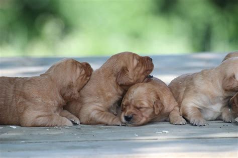 Being an exclusivly golden retriever breeder, we only breed akc registered golden retrievers (no puppy mill here, we love goldens!). Sunny & Grant's AKC American Golden Retriever Puppies ...