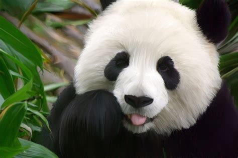 Image result for cute pandas