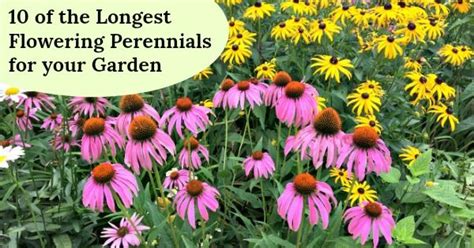 10 Of The Longest Flowering Perennials For Your Garden Long Blooming