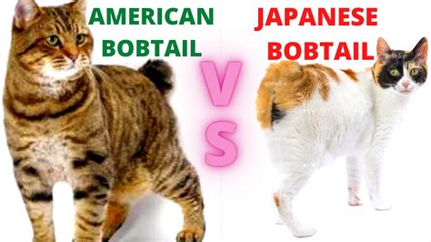 Should You Get An American Bobtail Cat Or A Japanese Bobtail Cat