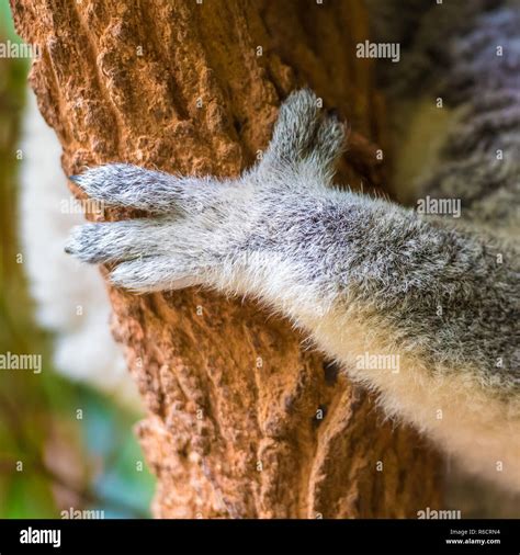 Close Up On Koala Paw Holding To Eucalypt Tree Stock Photo Alamy