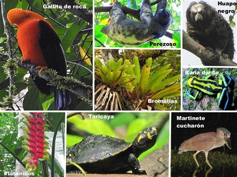 Flora Y Fauna De La Selva Peruana Fauna De La Selva Ecosistemas