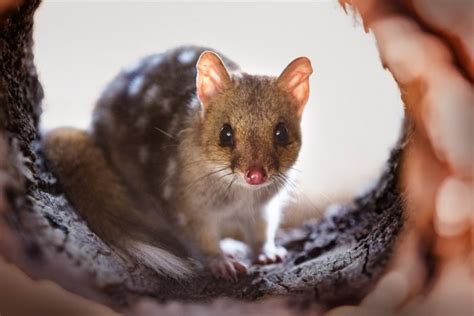 Eastern Quolls Breed In Act For First Time In 80 Years Australian