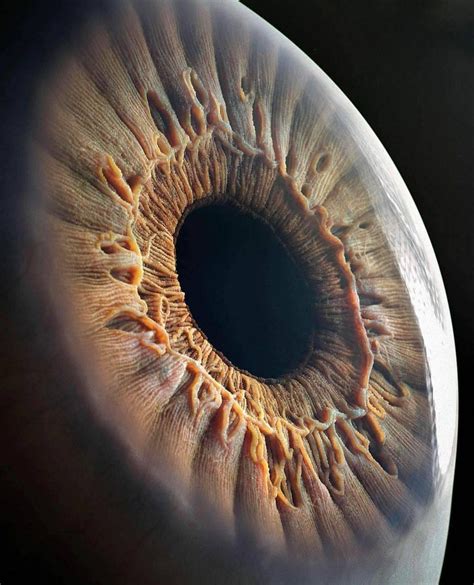 Close Up Shot Of A Human Eye Roddlyterrifying