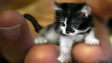Worlds Smallest Cats And Cat Breeds Cute