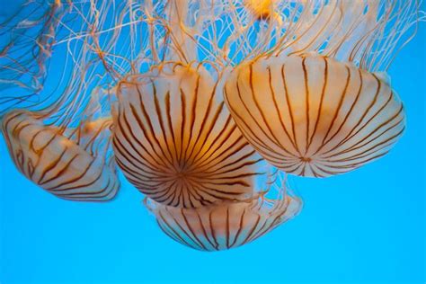 Jellyfish Blooming In Seas Around The World Human Activities And Global
