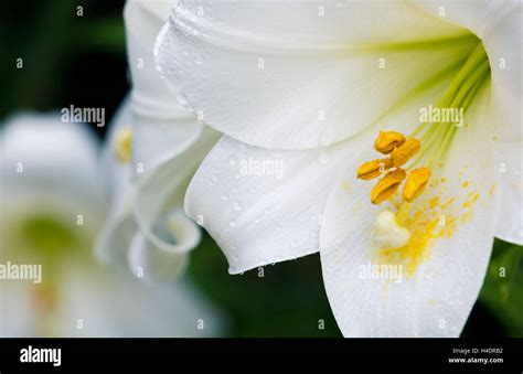 Close Up Of White Trumpet Lily Lilium Lonlorum White Heaven Stock
