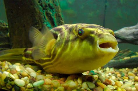 🥇7 Freshwater Puffer Fish You Should Get Complete List