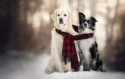 Winter Dogs Wallpapers Wallpaper Cave