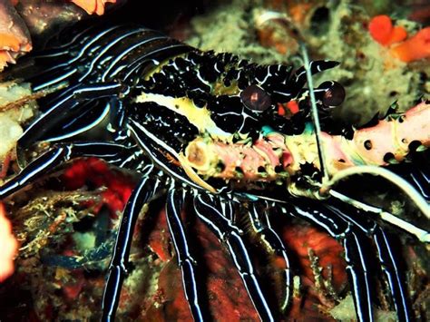 Painted Spiny Lobster Moalboal Reef Species