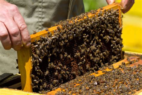 Survey Shines Light On Health Of New Zealands Honey Bee Colonies