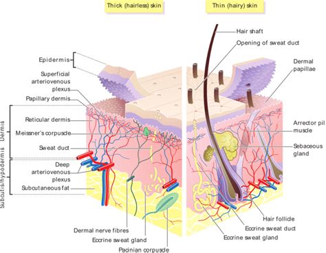 Human Skin Anatomy Structure Of Epidermis And Dermis Layers